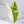 Alocasia Portodora Albo Variegated (wk35-A)