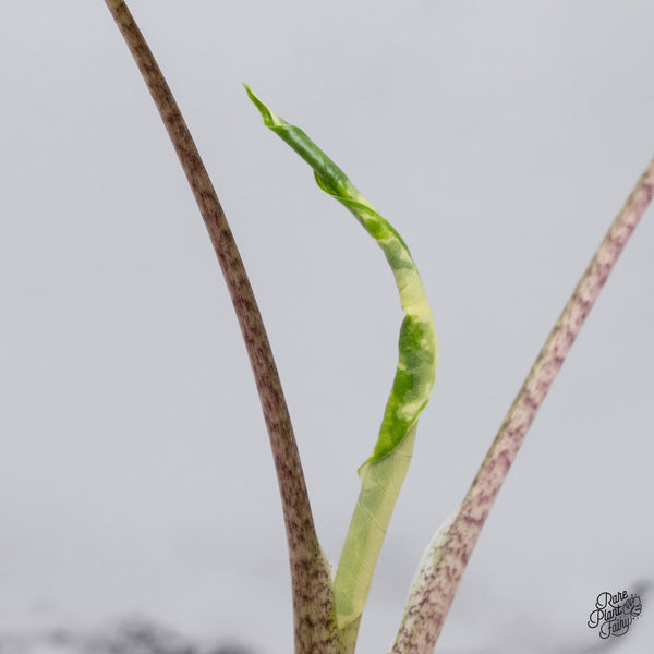 Alocasia Portodora Albo Variegated (wk35-A)
