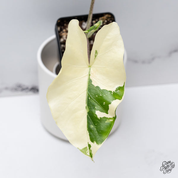 Alocasia Portodora Albo Variegated (wk35-A)