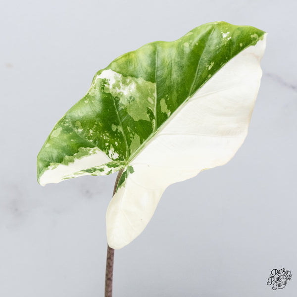 Alocasia Portodora Albo Variegated (wk35-A)