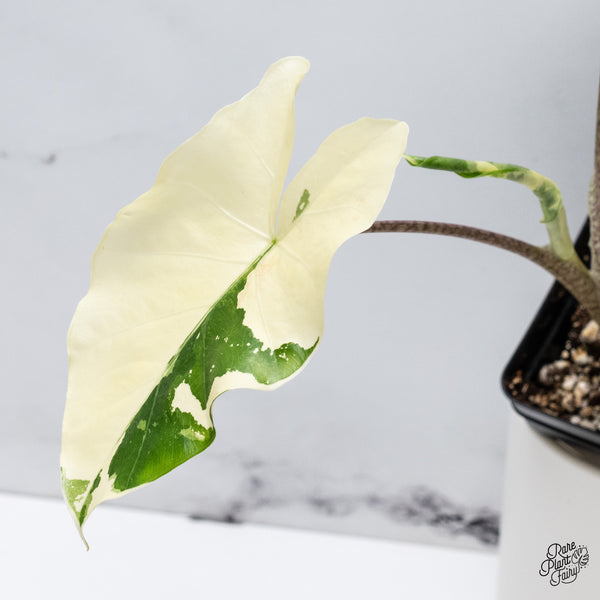 Alocasia Portodora Albo Variegated (wk35-A)
