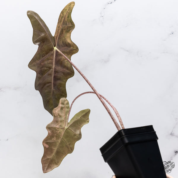 Alocasia Sanderiana Aurea Variegated (aka. Pseudosanderiana) (wk37-K)