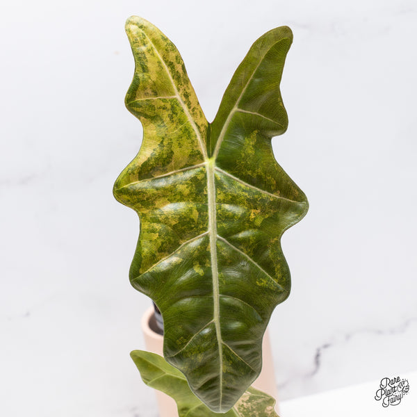 Alocasia Sanderiana Aurea Variegated (aka. Pseudosanderiana) (wk37-K)