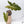 Alocasia Sanderiana Aurea Variegated (aka. Pseudosanderiana) (wk37-K)