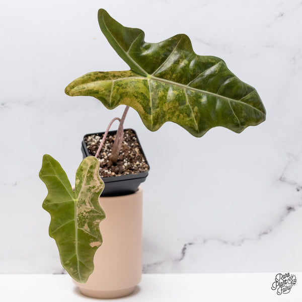 Alocasia Sanderiana Aurea Variegated (aka. Pseudosanderiana) (wk37-K)