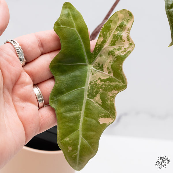 Alocasia Sanderiana Aurea Variegated (aka. Pseudosanderiana) (wk37-K)