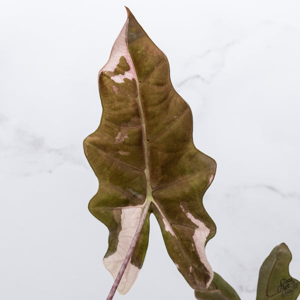 Alocasia 'Sanderiana' Pink Variegated (aka. Pseudosanderiana) (wk33-X)