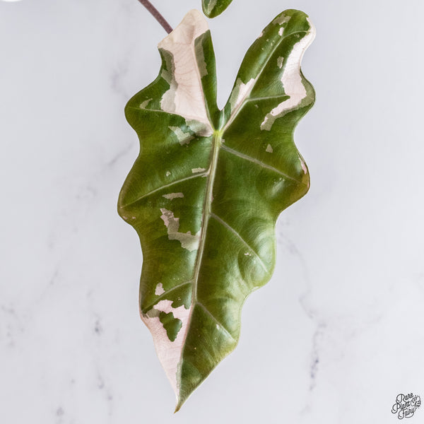 Alocasia 'Sanderiana' Pink Variegated (aka. Pseudosanderiana) (wk33-X)