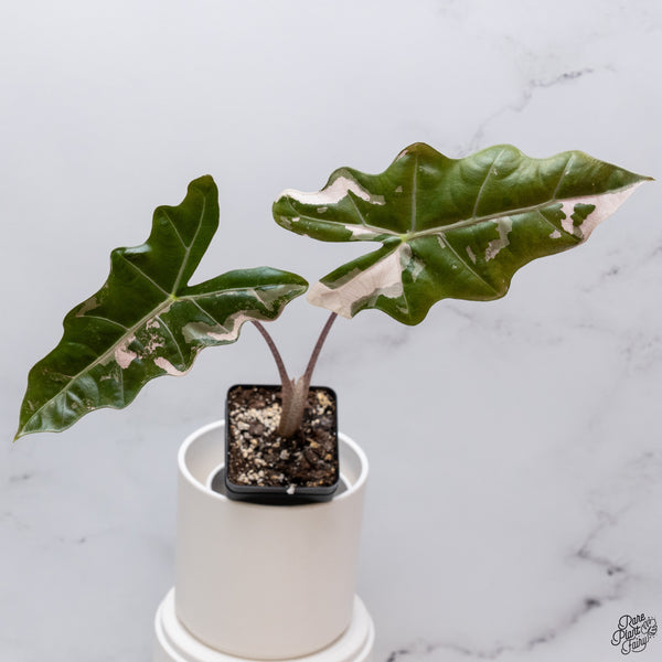 Alocasia 'Sanderiana' Pink Variegated (aka. Pseudosanderiana) (wk33-X)