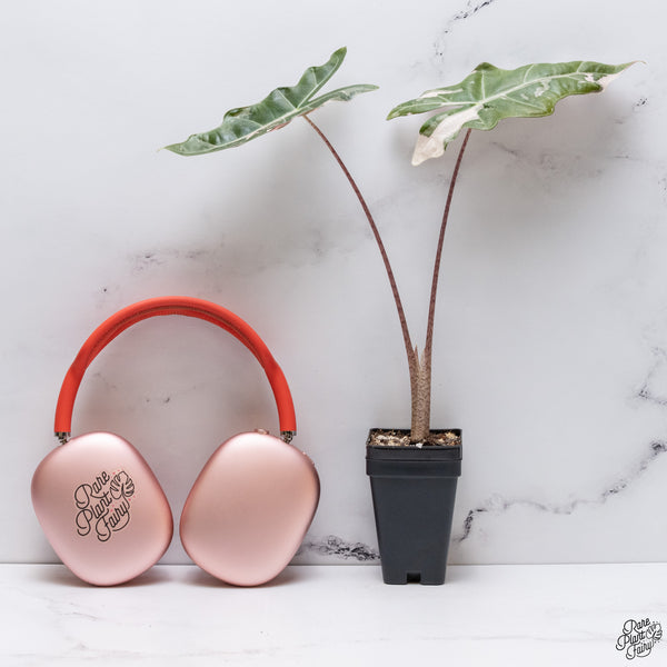 Alocasia 'Sanderiana' Pink Variegated (aka. Pseudosanderiana) (wk33-X)