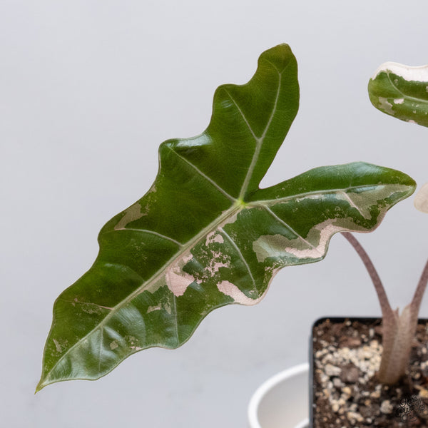 Alocasia 'Sanderiana' Pink Variegated (aka. Pseudosanderiana) (wk33-X)