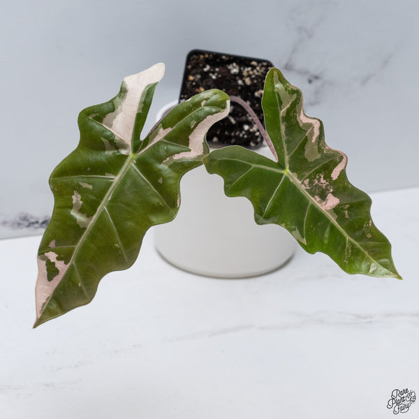 Alocasia 'Sanderiana' Pink Variegated (aka. Pseudosanderiana) (wk33-X)