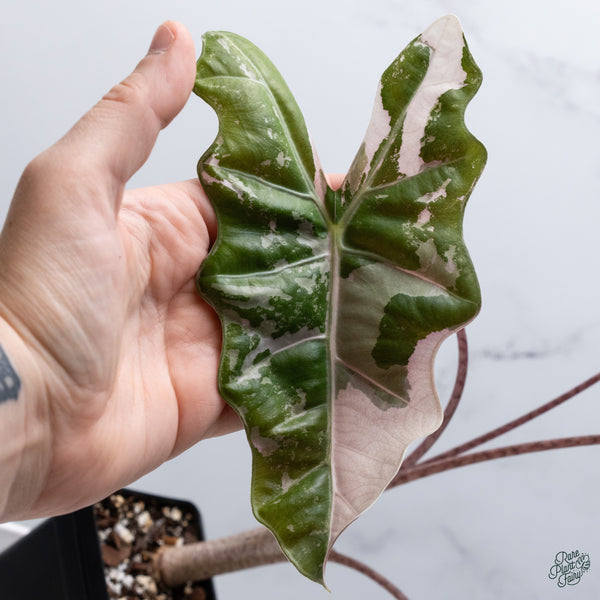 Alocasia 'Sanderiana' Pink Variegated (aka. Pseudosanderiana) (wk34-U) *Corming Size*