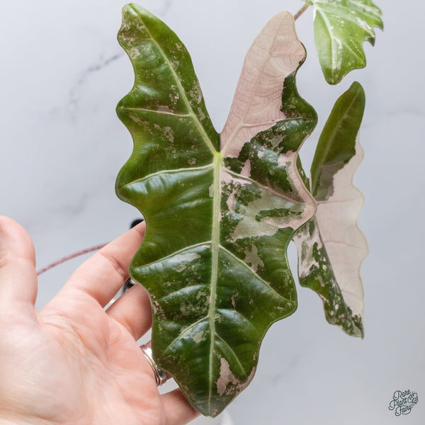 Alocasia 'Sanderiana' Pink Variegated (aka. Pseudosanderiana) (wk34-U) *Corming Size*
