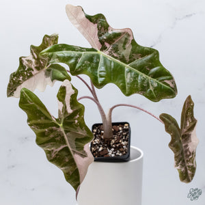 Alocasia 'Sanderiana' Pink Variegated (aka. Pseudosanderiana) (wk34-U) *Corming Size*