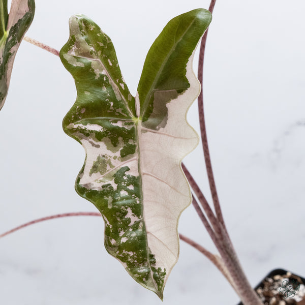 Alocasia 'Sanderiana' Pink Variegated (aka. Pseudosanderiana) (wk34-U) *Corming Size*