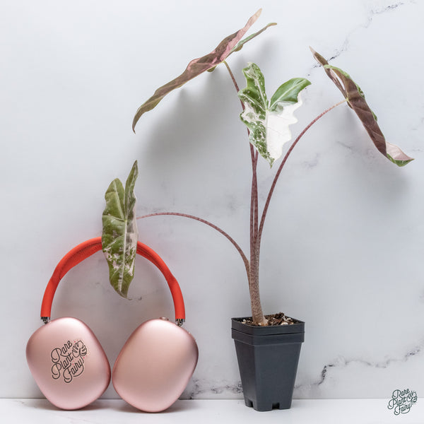 Alocasia 'Sanderiana' Pink Variegated (aka. Pseudosanderiana) (wk34-U) *Corming Size*