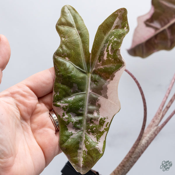 Alocasia 'Sanderiana' Pink Variegated (aka. Pseudosanderiana) (wk34-U) *Corming Size*