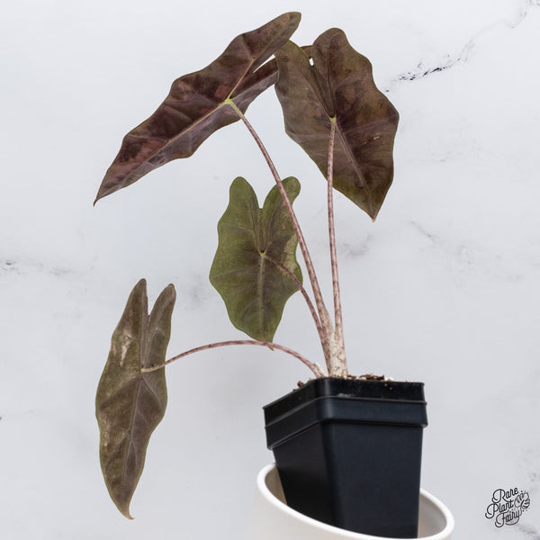 Alocasia 'Sanderiana' Pink Variegated (aka. Pseudosanderiana) (wk35-AC)