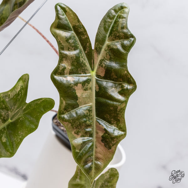 Alocasia 'Sanderiana' Pink Variegated (aka. Pseudosanderiana) (wk35-AC)
