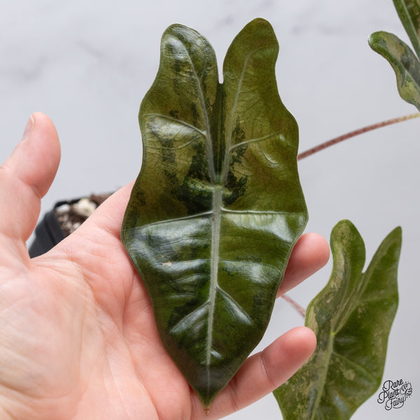 Alocasia 'Sanderiana' Pink Variegated (aka. Pseudosanderiana) (wk35-AC)