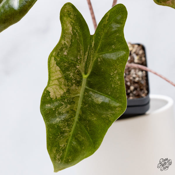 Alocasia 'Sanderiana' Pink Variegated (aka. Pseudosanderiana) (wk35-AC)