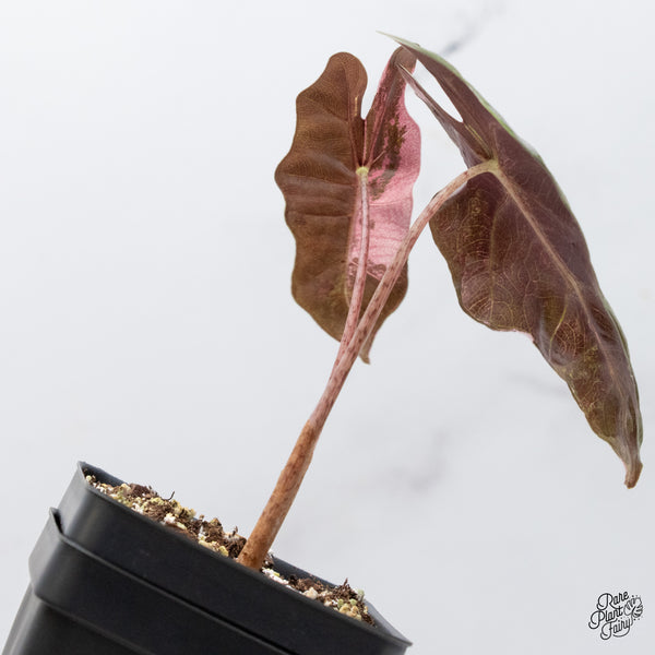 Alocasia Sanderiana Pink Variegated (aka. Pseudosanderiana) (wk49-US)
