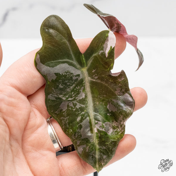 Alocasia Sanderiana Pink Variegated (aka. Pseudosanderiana) (wk49-US)