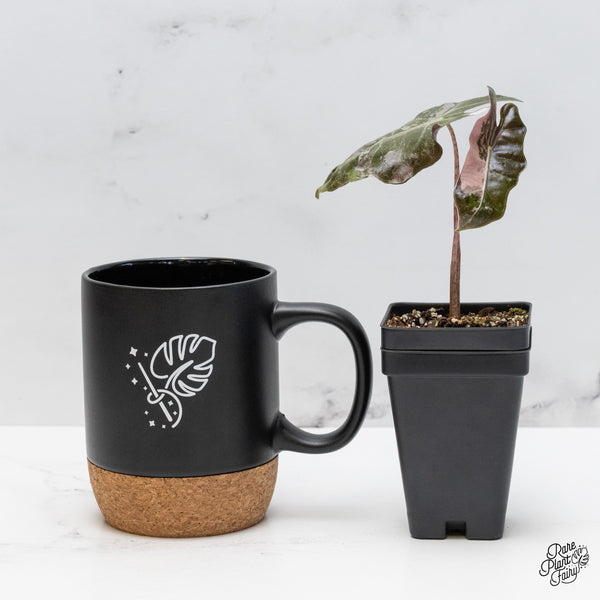 Alocasia Sanderiana Pink Variegated (aka. Pseudosanderiana) (wk49-US)