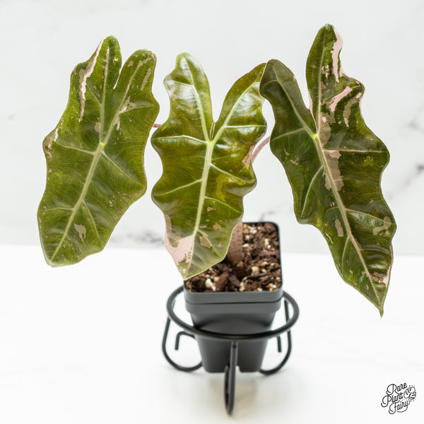 Alocasia Sanderiana Pink Variegated (aka. Pseudosanderiana) (wk50-N)