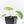 Alocasia Scabriuscula Albo Variegated (wk19-UF)