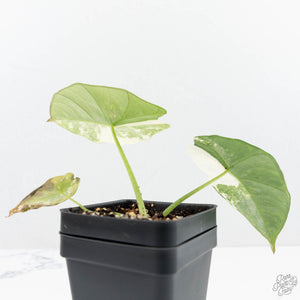 Alocasia Scabriuscula Albo Variegated (wk19-UF)
