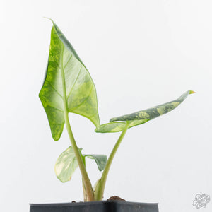 Alocasia Reginae Albo Variegated (wk21-UT)