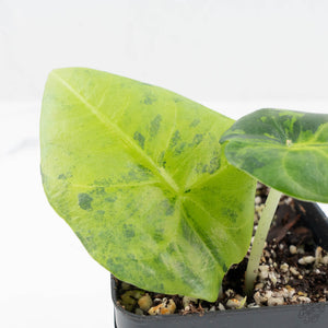 Alocasia Reginae Aurea Variegated (wk19-UE)