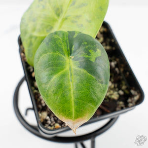 Alocasia Reginae Aurea Variegated (wk19-UE)