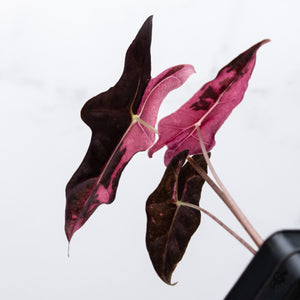Alocasia Sanderiana 'Nobilis' Pink Variegated *Grower's Choice*