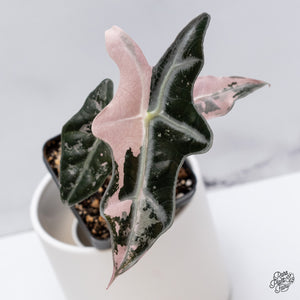 Alocasia Sanderiana 'Nobilis' Pink Variegated *Grower's Choice*