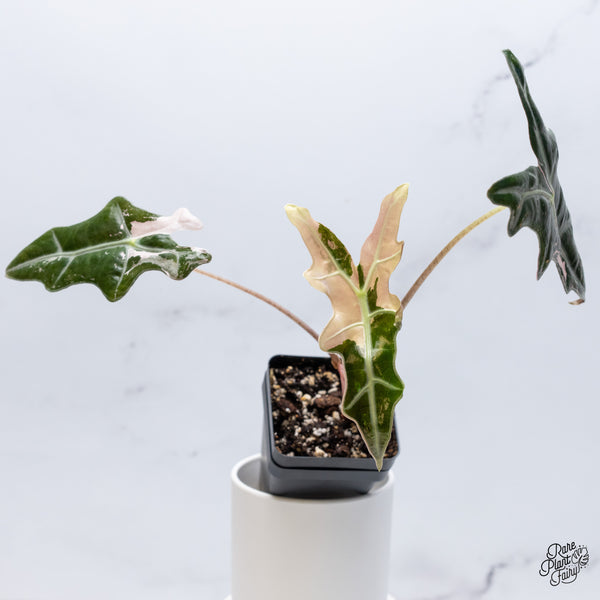 Alocasia Sanderiana 'Nobilis' Pink Variegated (wk36-I)