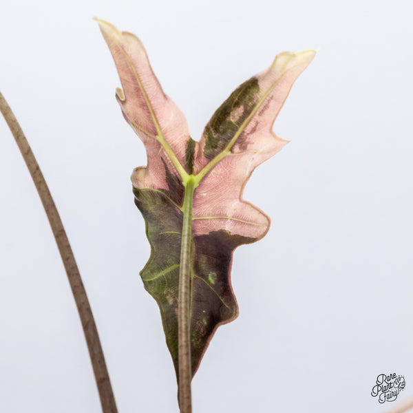 Alocasia Sanderiana 'Nobilis' Pink Variegated (wk36-I)