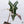 Alocasia Sanderiana 'Nobilis' Pink Variegated (wk36-I)