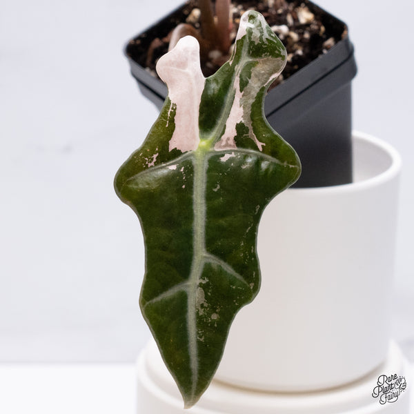 Alocasia Sanderiana 'Nobilis' Pink Variegated (wk36-I)
