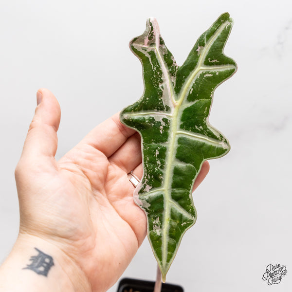 Alocasia Sanderiana 'Nobilis' Pink Variegated *K Version* (wk46-U)