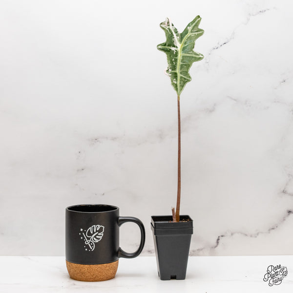 Alocasia Sanderiana 'Nobilis' Pink Variegated *K Version* (wk46-U)