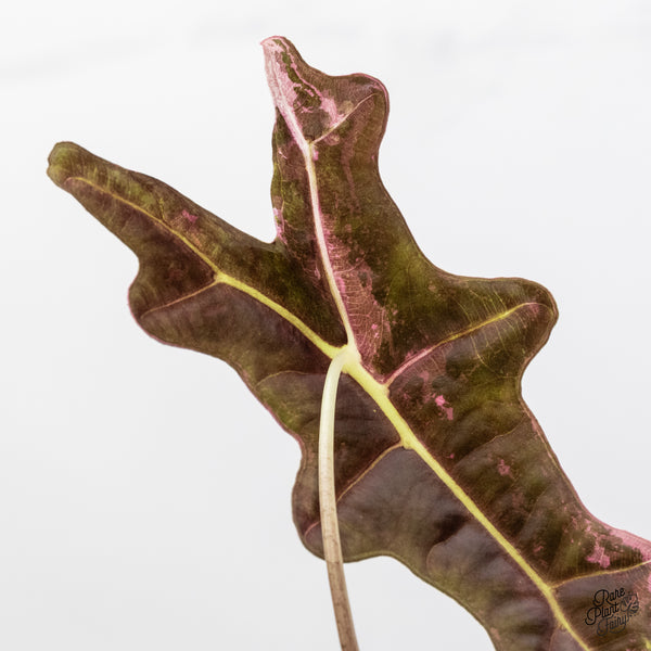Alocasia Sanderiana 'Nobilis' Pink Variegated *K Version* (wk46-U)