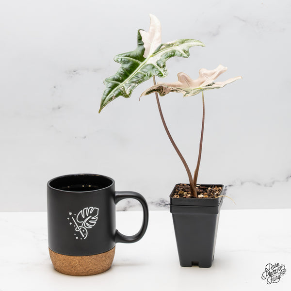 Alocasia Sanderiana 'Nobilis' Pink Variegated (wk51-E)