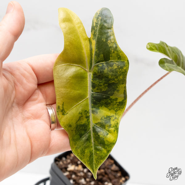 Alocasia Sanderiana Aurea Variegated (aka 'Pseudosanderiana') (wk2-L)