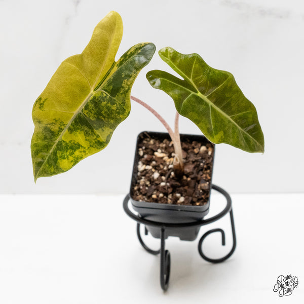 Alocasia Sanderiana Aurea Variegated (aka 'Pseudosanderiana') (wk2-L)