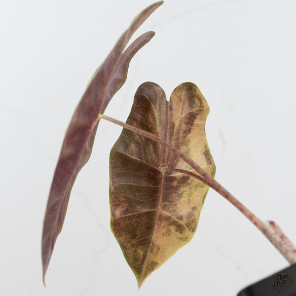 Alocasia Sanderiana Aurea Variegated (aka. Pseudosanderiana) (wk33-M)