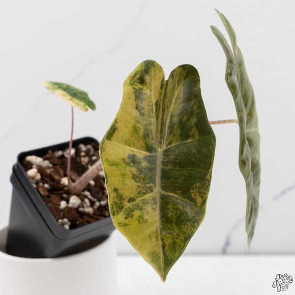 Alocasia Sanderiana Aurea Variegated (aka. Pseudosanderiana) (wk33-M)