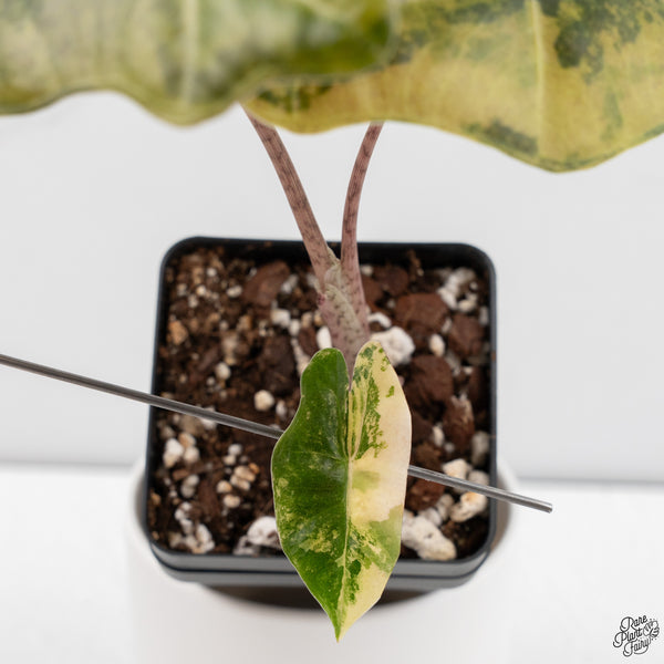 Alocasia Sanderiana Aurea Variegated (aka. Pseudosanderiana) (wk33-M)